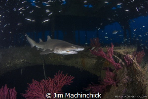 A Sand Tiger shark cruises the Aeolus Wreck in North Caro... by Jim Machinchick 